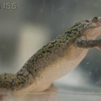 African Clawed Frog